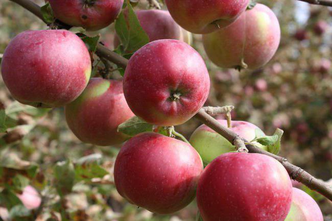 la variedad de manzanas de los árboles de navidad de enfermería