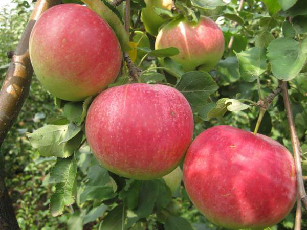 las manzanas de variedades características cultivo
