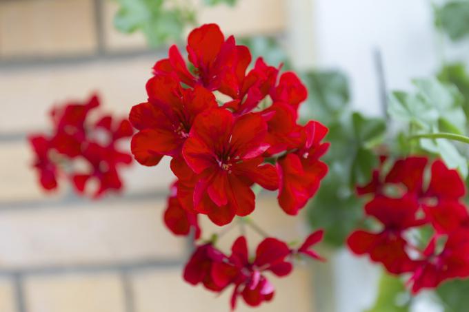 potted geranium care in the home environment breeding