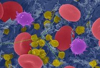 Monocyty są podwyższone u dziecka w krwi