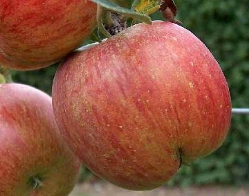 la plantación de árboles de manzana en otoño