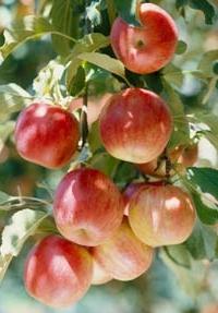 la plantación de manzanos en el otoño