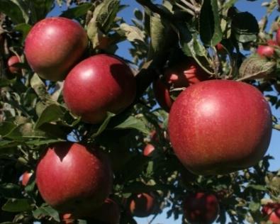 терміни посадки яблунь