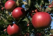 Dikim elma ağacı sonbaharda ipuçları: bahçıvanlar