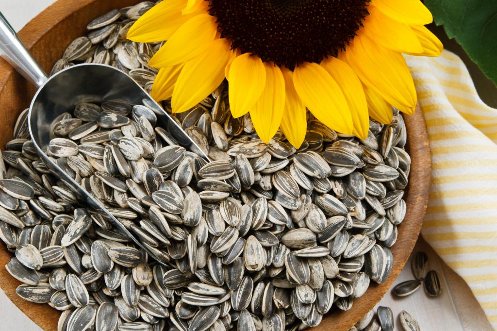 is it possible for pregnant women to nibble sunflower seeds
