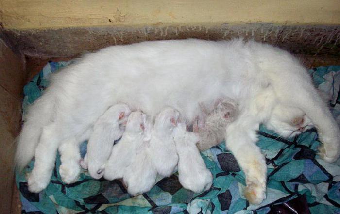 eclampsia in cats after giving birth