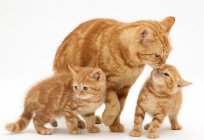 La eclampsia el gato: síntomas y tratamiento