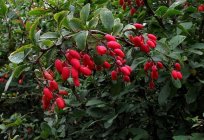 Shrubs for hedges fast growing