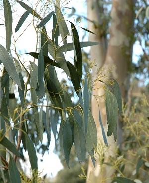 eucalyptus healing properties