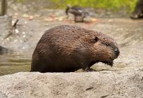 Beaver meat: useful properties. Beaver meat can you eat?