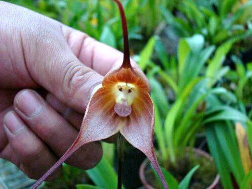 las especies raras de orquídeas