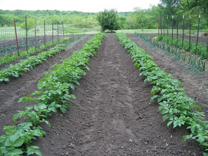 como plantar batatas