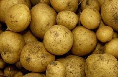 profitabel wachsen Kartoffeln