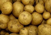 Jak rosną ziemniaki w kraju?