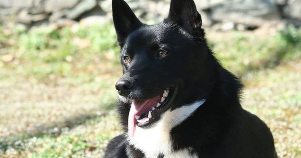 Russisch-Europäische Laika - autarkes Hund