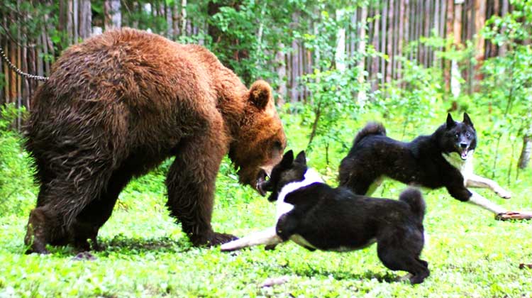 Rosyjsko-europejskie husky i niedźwiedź