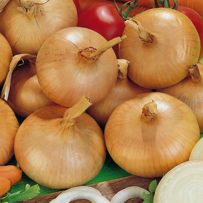 onion Stuttgarter description grade