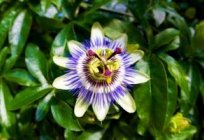 Passionflower: opieka w warunkach domowych (cechy)