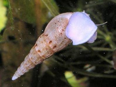 melania's aquarium snails
