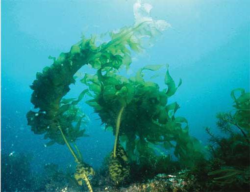 Seaweed wakame