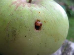 gąsienice na jabłoni