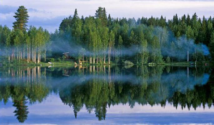 standing timber in Karelia