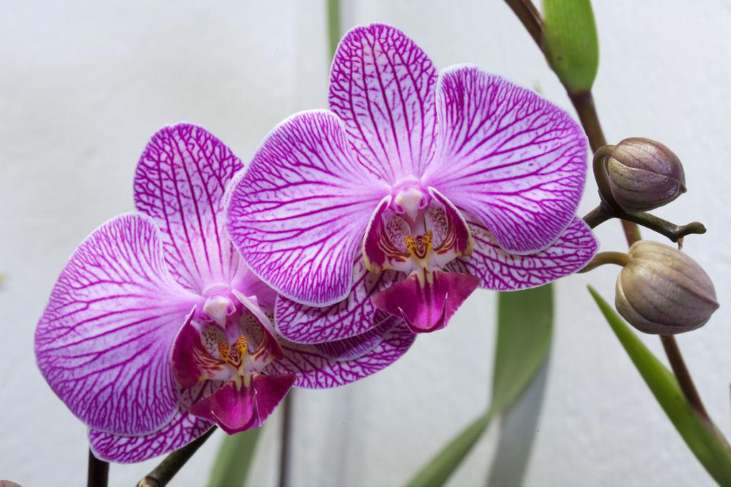 wie brüten Orchideen zu Hause