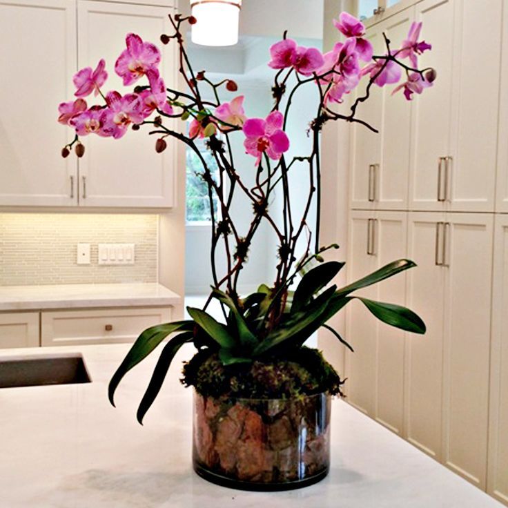 wie durch Home Orchidee Phalaenopsis