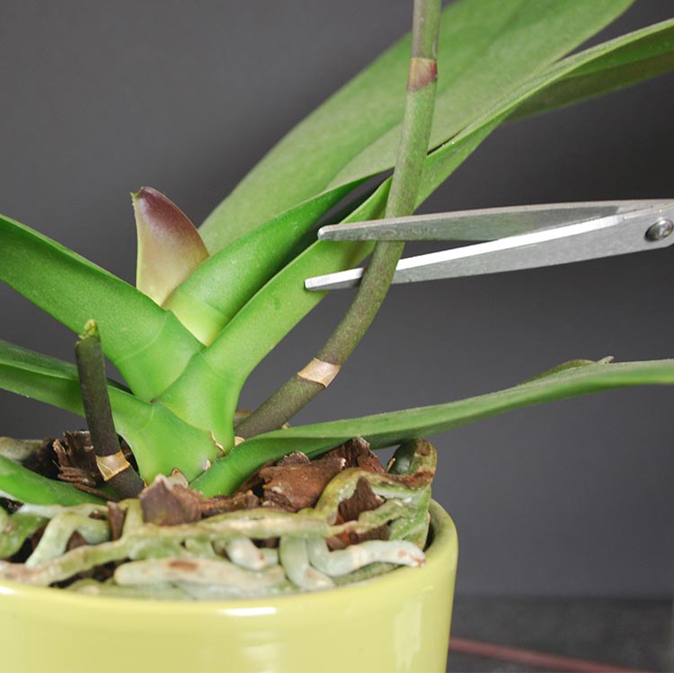 wie die Orchidee vermehrt sich in der Heimat Foto