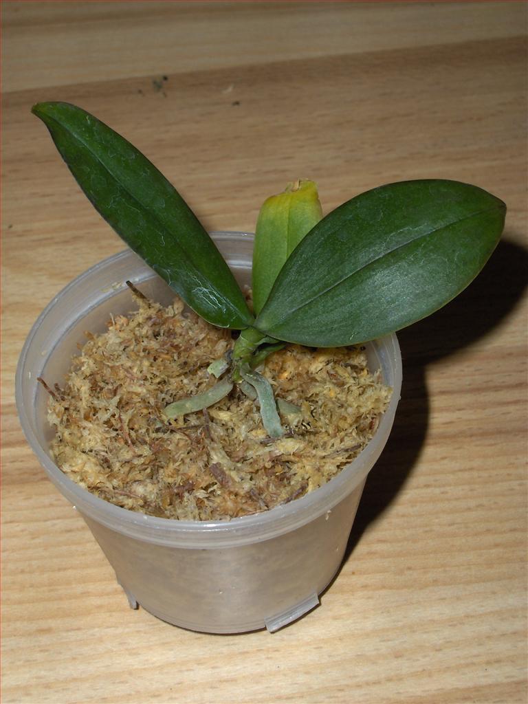 jak hodować storczyki phalaenopsis w domu