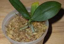 Wie vermehren Orchideen zu Hause?