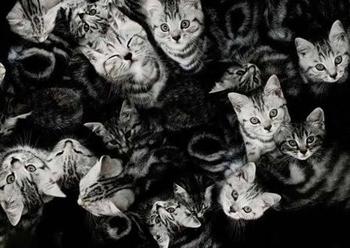 Dużo kotów we śnie