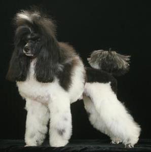 canil poodles