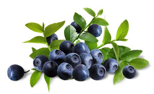 Blueberry Garten-Pflanzung und Pflege