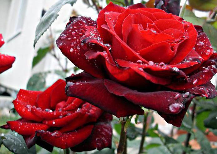 róża баркароле