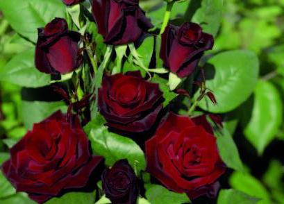 баркароле троянда опис