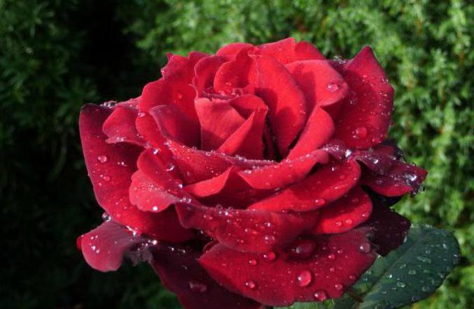 сорт троянди баркарола