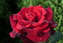 Róża Баркароле: opis i cechy kultury