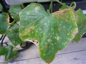 la enfermedad de los pepinos en invernadero