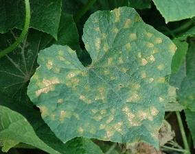 diseases of cucumbers in pictures