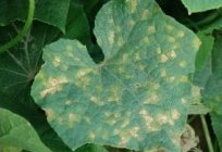The disease is cucumber powdery mildew and others: prevention and treatment