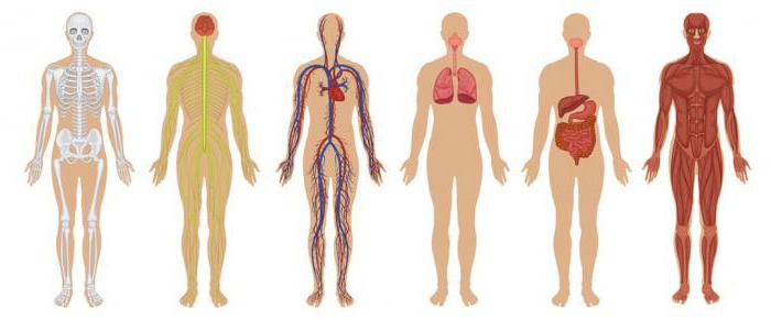 das System der Organe unersetzlich für den Körper