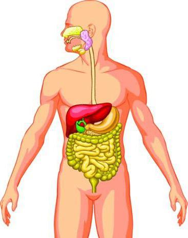 sistema de órgãos do corpo do animal