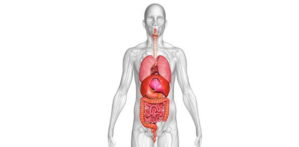 los sistemas de órganos en el cuerpo humano