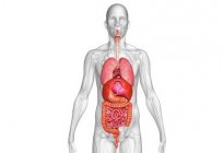 Das System der Organe, die unersetzlich für den Körper: die Struktur des Menschen