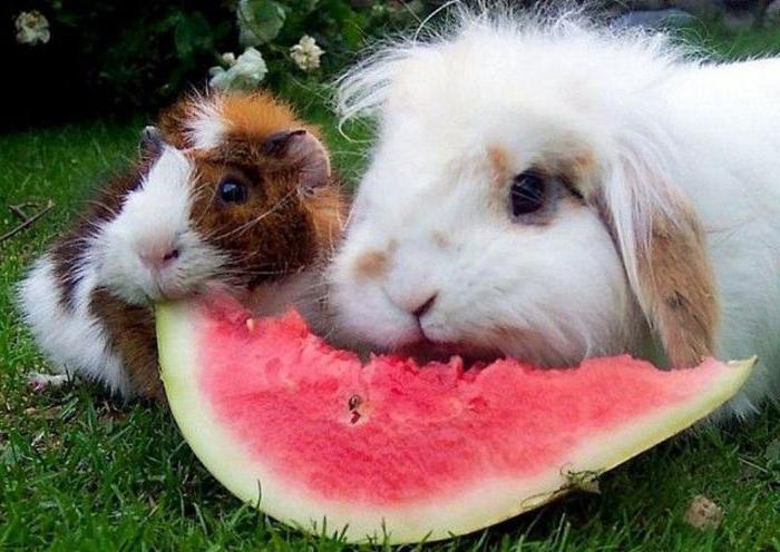can you give rabbits watermelon rinds