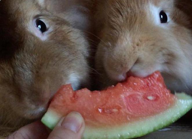 can a decorative rabbit watermelon rinds