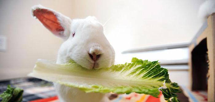 can rabbits give watermelon rinds and pulp