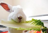 Czy można królików арбузные deski: funkcje zasilania i zalecenia