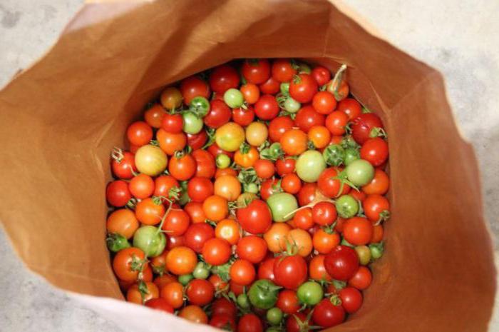 rellenas de tomates verdes en el invierno sin стерелизации